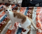 Boy Kitten Affectionate Friendly Purrs