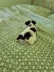 For Sale Parti Yorkies