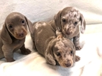 AKC Dachshund Puppies
