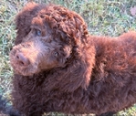 Standard Poodle Puppies born 9/12/25