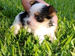 Parti Yorkies