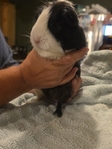 Guinea pigs