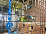 Parakeets for Sale