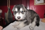 wolf hybrids for sale