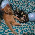 Free kittens, July 19th 2025 birthday, 2 males and 3 females!