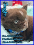 AKC Chocolate Applehead Longcoat Chihuahuas