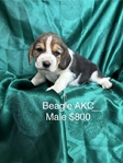 Beagle AKC Puppies
