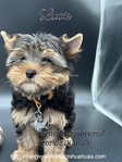Gorgeous Traditional Female Yorkie Puppu