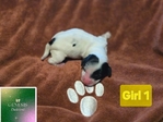>🐾 Available Puppies in Southeast Texas! 🐾