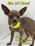 AKC Blue Fawn Female Chihuahua
