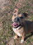 Female bully breed looking for a loving home