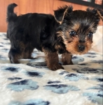 Yorkie puppies