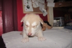 wolf hybrids for sale