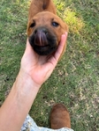 Purebred Smooth Coat Red Chow Chow
