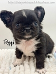 AKC Male Longcoat Applehead Chihuahuas
