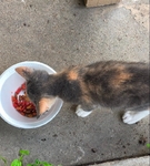 Free cat