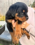 loyal Companion Rottweiler puppies