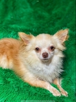 Rehoming Older AKC Male Longcoat Chihuahua