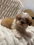 Beautiful Toy Shihtzu/Longhaired Frenchbulldog Puppies