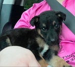 11 week old Belgian Malinois female