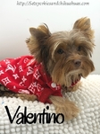 AKC Registered Mini Male Chocolate & Tan Yorkie