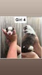 Mini aussies