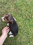 Beagle puppies