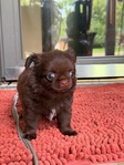 AKC Male Longcoat Applehead Chihuahuas