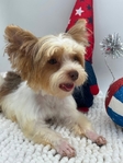 Adult AKC Stunning Male Yorkie
