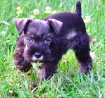 AKC Toy/Miniature Female Schnauzer Puppies