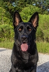 GSD FREE