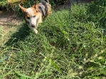 Male Corgi