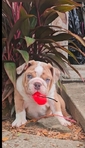 Lilac Tri Blue-eyed Merle English Bulldog