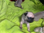Adorable Pug Puppys