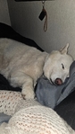 White Husky