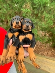 Doberman Puppies for sale