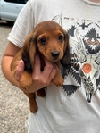 Mini dachshund pups