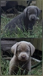 Registered Lab Puppies