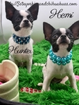AKC Registered Male Applehead Chihuahuas