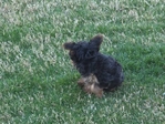 Purebred YORKIES puppies