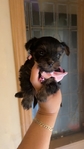 Adorable micro yorkie