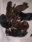 Doberman Puppies for sale
