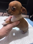 Tiny Toy Chihuahua Puppies