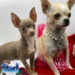 Absolutely Sweet & Stunning Male Chihiahua