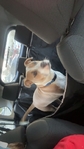 Red Nose pit bull for sale.
