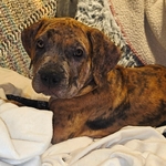XL bully pup - female