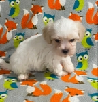 CKC MALE MORKIEPOO PUPPY 1 LEFT (SALE $500.00 )