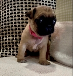 Pug Puppies
