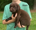 Chocolate Labrador Retriever Puppies