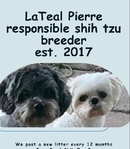 Shih Tzu Pup-Female